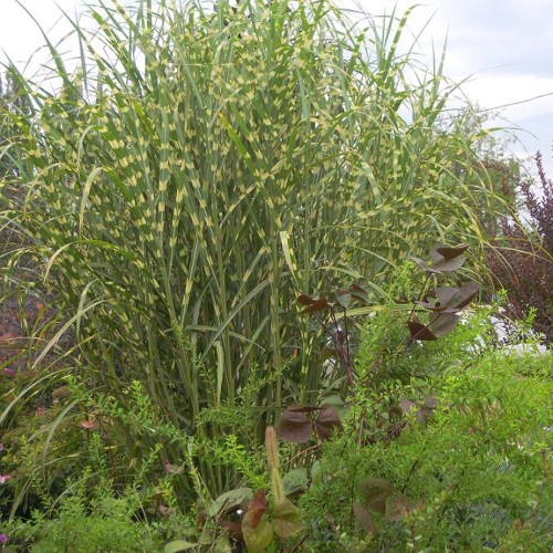 Miscanthus sinensis 'Zebrinus' -  Hiina siidpööris 'Zebrinus' C1,5/1,5L